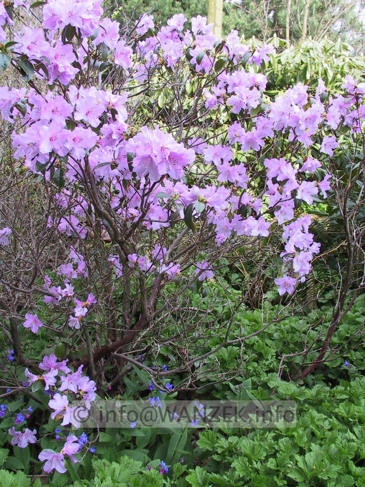 Rhododendron praecox +Pulmonaria.JPG